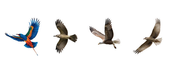 Obraz premium Sociable lapwing in flight with distinctive brown, white, and black plumage. Ideal for birdwatching visuals, wildlife conservation themes and nature photography against on transparent PNG background.