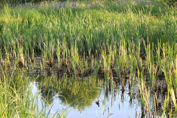 thick green grass on the river banks