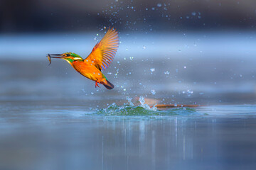 A bird that hunts fish. Colorful nature background. Bird: Kingfisher. Alcedo atthis.