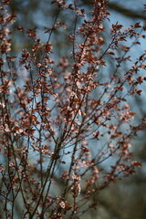 autumn in the forest