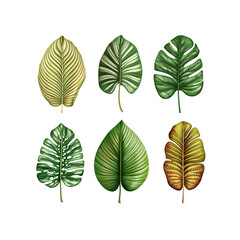 Obraz premium Collection of Six Realistic Tropical Leaves Calathea, Monstera, and More