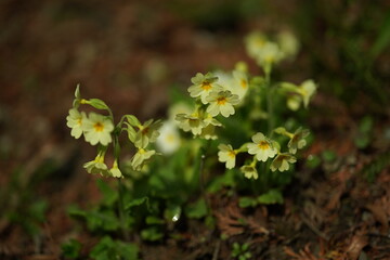 autumn leaves on a tree