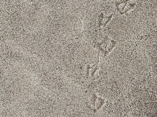 Close-up view of delicate bird footprints in soft coastal sand