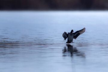 Flying duck. Eurasian Teal. (Anas crecca) Blue water background. 