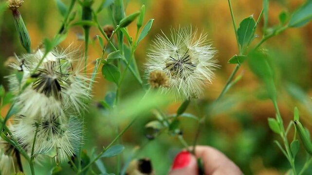 dandelion in the grass, a person's hand picking dandalion flowers