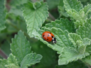 Seven-spot ladybird beetle (Coccinella septempunctata) sitting on catmint