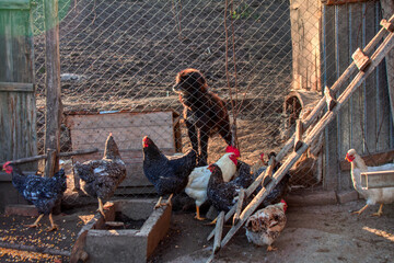 view of the village yard, dog , chickens and rosters, Romanian rural life in Europe, Balkans, Romania ,autumn season