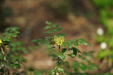 wild flowers in the garden