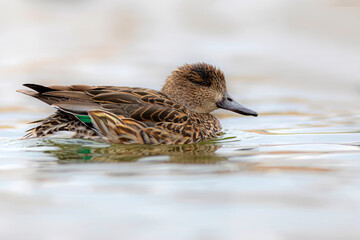 Swimming duck. Eurasian Teal. (Anas crecca) Blue water background. 