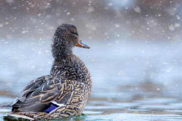 Lake and duck. Mallard (Anas platyrhynchos). Nature background. © Serkan Mutan