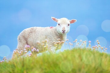 Obraz premium Easter, cute newborn lamb close up on fresh spring meadow. 