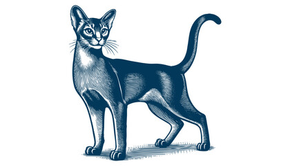 abyssinian cat vector