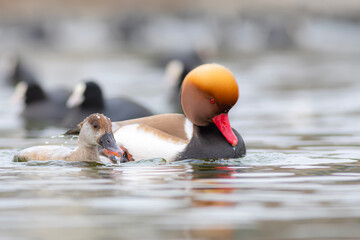 Mating birds. Nature background. Red crested Pochard. Netta rufina.