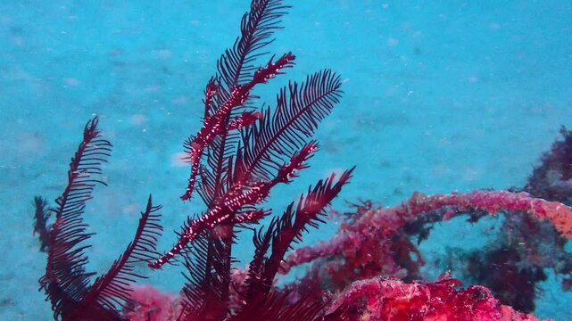 ウミシダの近くを泳ぐ赤い魚のニシキフウライウオ