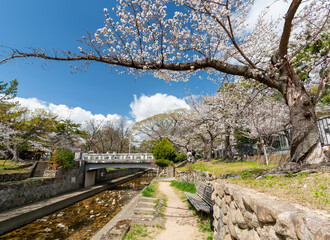兵庫県西宮市 春の夙川公園 翠橋