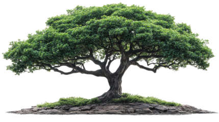 Ancient Tree Stands Tall: A majestic tree, with its gnarled branches reaching towards the sky, stands tall against a backdrop of lush foliage, symbolizing resilience, wisdom and longevity.