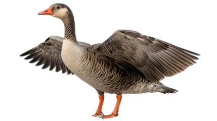 Greylag Goose with Spread Wings