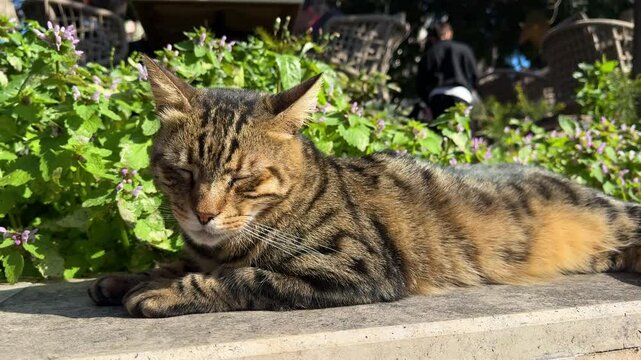 Relaxed tabby cat lying peacefully in vibrant garden. Kitty enjoying warm summer breeze. Tranquil outdoor. Funny cute brown street pet relaxing, dozing, napping, sleeping in park.