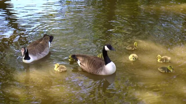 Canada geese and goslings, on a Warwickshire Canal  , UK