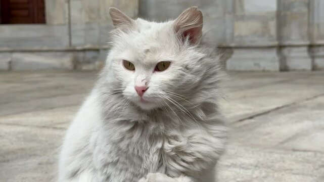 Fluffy dirty white cat grooming itself. Alert serious kitty licks washes paw. Wary, suspicious cute pet looks around at city street. Funny feline face close up.