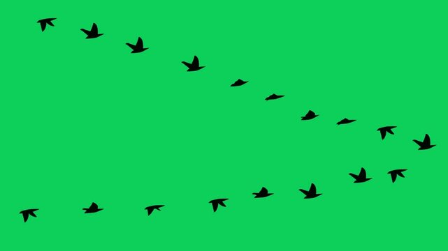 flock of birds flying in green screen.