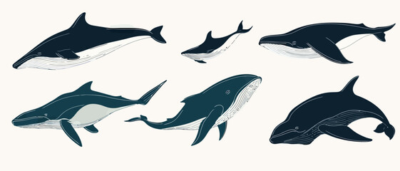Marine life illustration featuring different types of whale species art