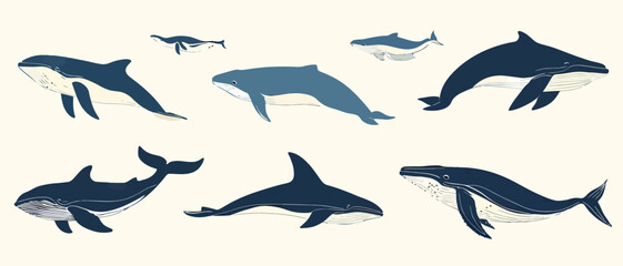 Fototapeta premium Illustration of whale species ocean mammals marine life aquatic animals