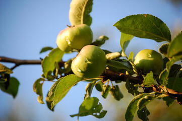 Apples on tree