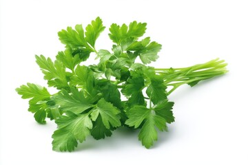 Fresh bunch of parsley herb on white background
