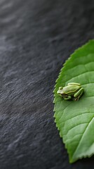 Close-up of a green leaf with a small frog sitting on top of it. the leaf is resting on a black surface, which appears to be a textured surface.