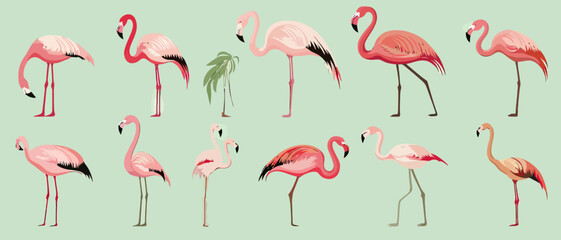 Obraz premium Flamingo design vector illustration with pink birds and green plant art