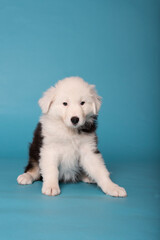 Porträt eines Australian Shepherd Welpen