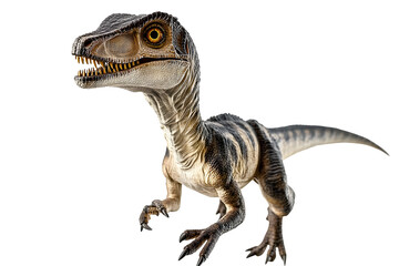 Fototapeta premium Velociraptor is carnivorous dromaeosaurid dinosaur of the late Cretaceous period isolated on white background.