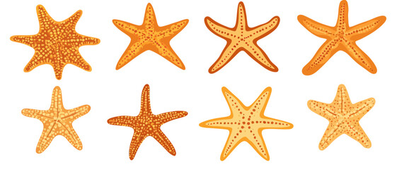 Starfish vector set illustration, ocean animal, sea life, marine fauna art