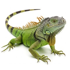 Green iguana positioned on white background with textured skin and calm expression
