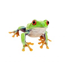 Fototapeta premium Bright green tree frog isolated on white background in tropical rainforest style 