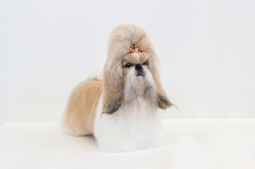 dog made of wool on white background, shih tzu, minifigure, felting, felting, pet sculpture, hobby...