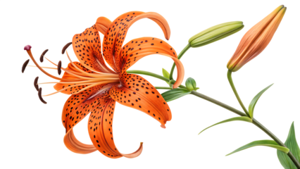 orange tiger lily isolated on white background PNG. AI GENERATED