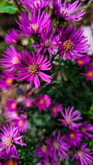 Vibrant Purple Aster Flowers in Full Bloom Close-Up Photography