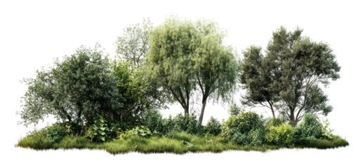 PNG Group of different trees landscape outdoors scenery.