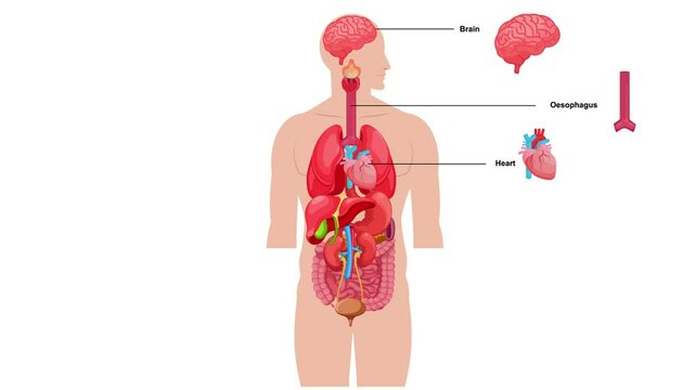 Human Body Organ Systems, Human body anatomy, structure of human organs, medical illustration