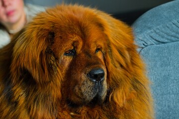 Fototapeta premium Elegant red Tibetan Mastiff sprawled on a gray couch, bathed in gentle window light.