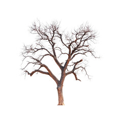 Obraz premium Frosty Winter Tree Isolated on Transparent Background