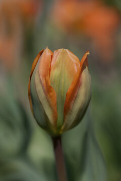 An Orange Tulip