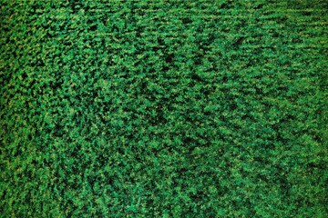 Fototapeta premium Green field of crops