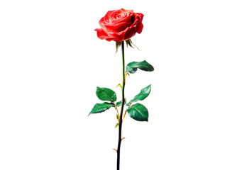 Fototapeta premium Vibrant red rose with lush green leaves isolated on transparent background