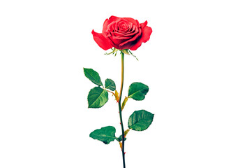 Red rose with lush green leaves isolated on transparent background