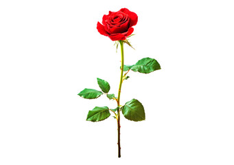 Obraz premium Vibrant red rose with lush green leaves isolated on transparent background