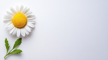 Fototapeta premium Single chamomile flower & leaves on white background; copy space; product display