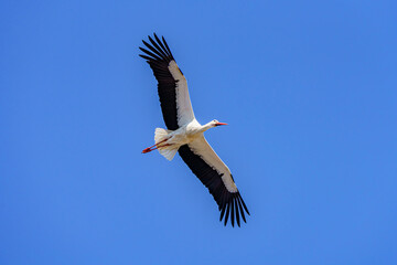 White stork soaring gracefully in the clear blue sky during midday in a tranquil natural setting
